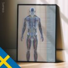 Cirkulations- och Nervsystemet anatomidiagram för kliniker