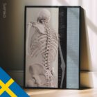 Spinal Motion — Anatomie-Tafel