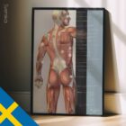 Fibromyalgia; Tender Points & Symptoms. Anatomy and physiology artwork from educare.design