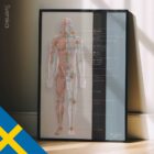 Lymphatic System, anatomy and physiology artwork from educare.design