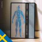 Meridian Channels. Anatomy and physiology artwork from educare.design