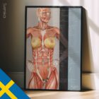 Näringsmässiga Energireflexpunkter (NERP) anatomidiagram för kliniker