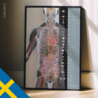 Innere Organe und das endokrine System