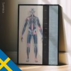 Arthrose. Dessin d'anatomie et de physiologie d'educare.design