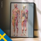 Sclerotomes Pain Map. Anatomy and physiology artwork from educare.design