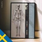 Skeletal System poster. Anatomy and physiology artwork from educare.design