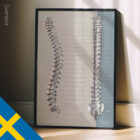 Spinalnervernas Funktion anatomidiagram för kliniker