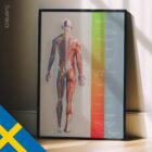 Behandlingsplan (Vägen till Återhämtning) anatomidiagram för kliniker