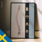 Kotpelaren anatomidiagram för kliniker