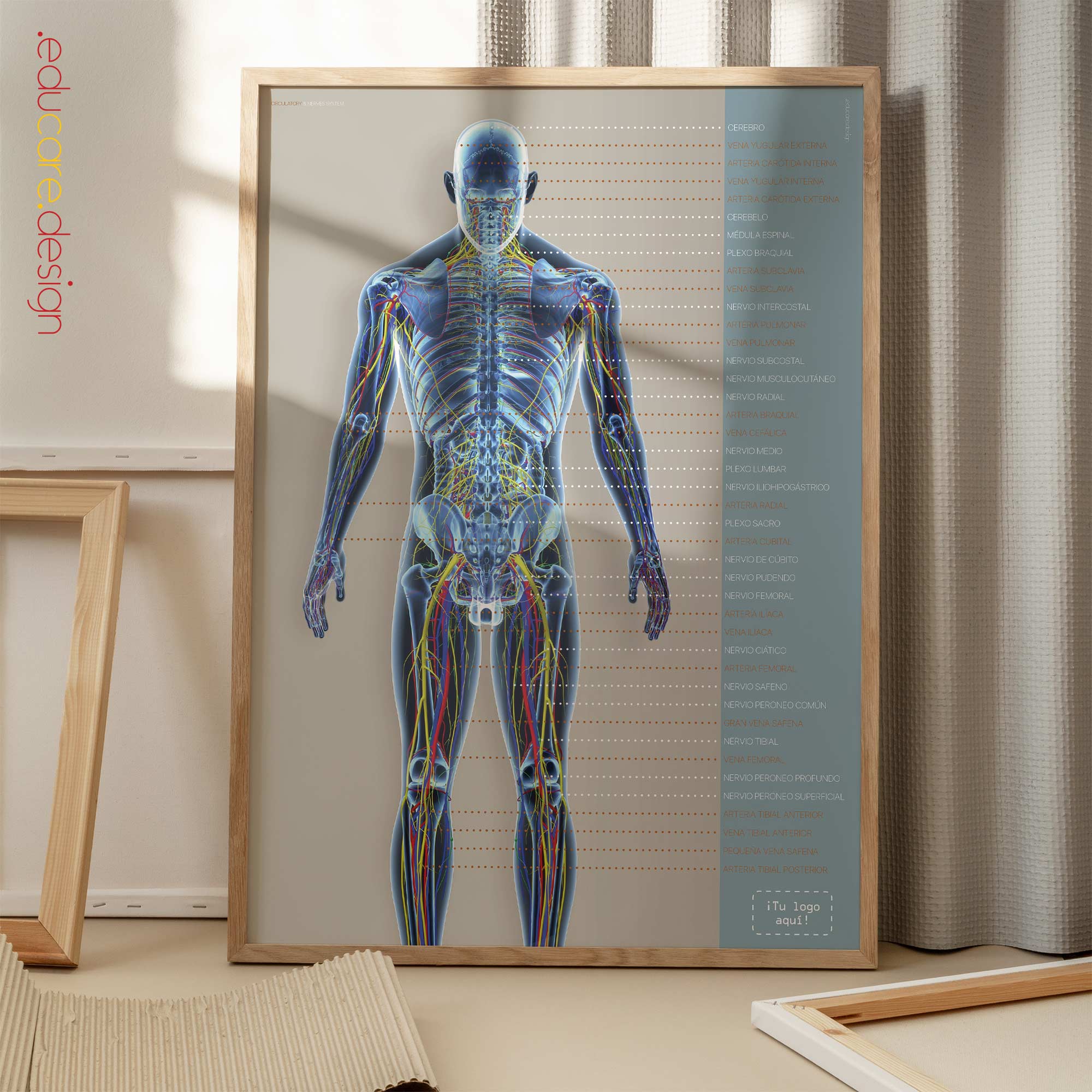 Circulatory and Nerves Systems. Anatomy and physiology artwork from educare.design