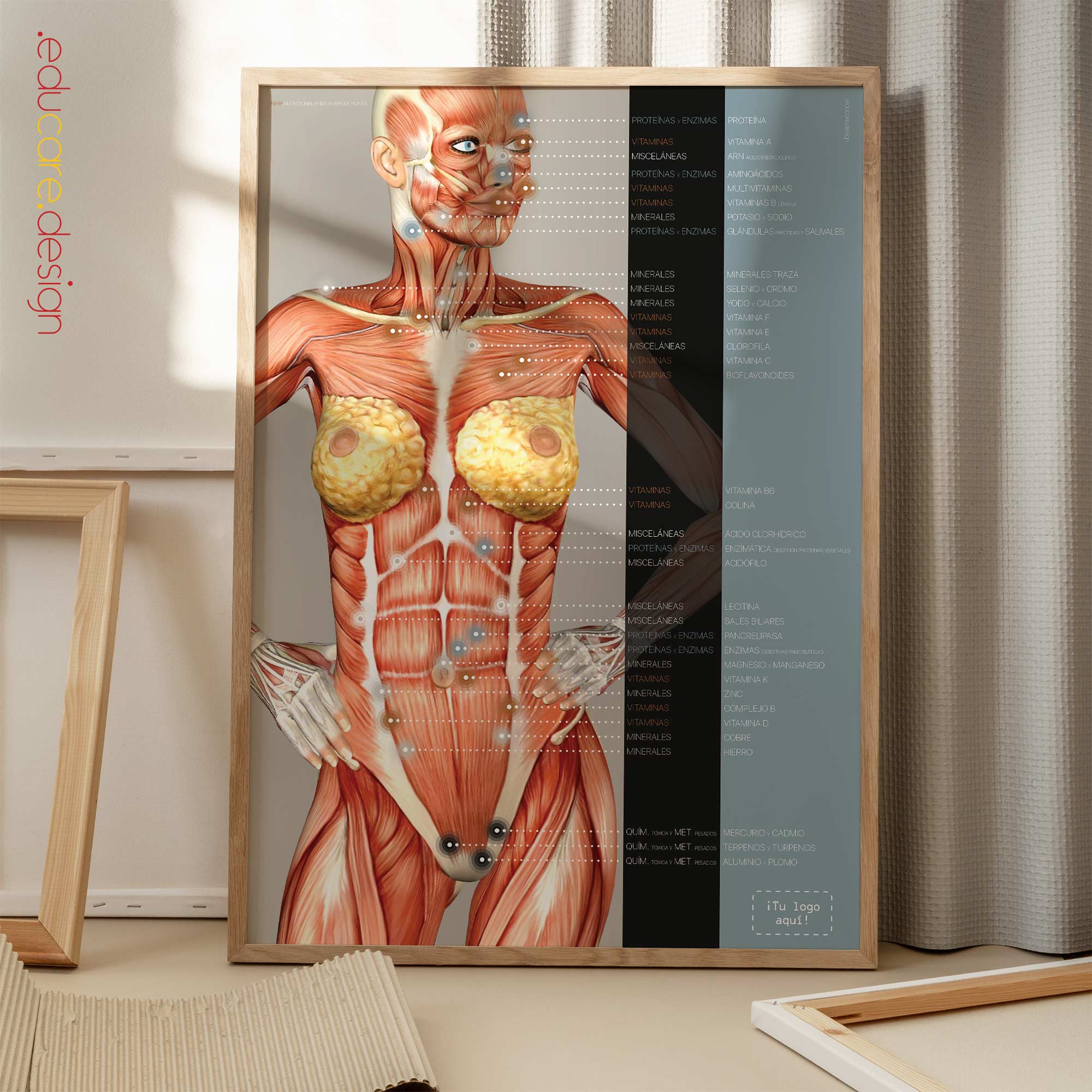 Nutritional Energy Reflex Points. Anatomy and physiology artwork from educare.design