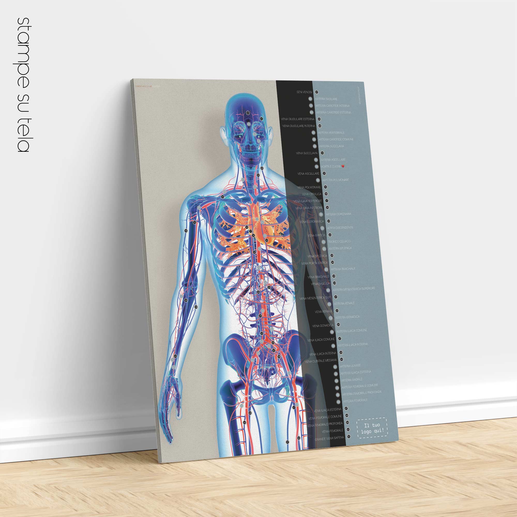 Cardiovascular System artwork from educare.design