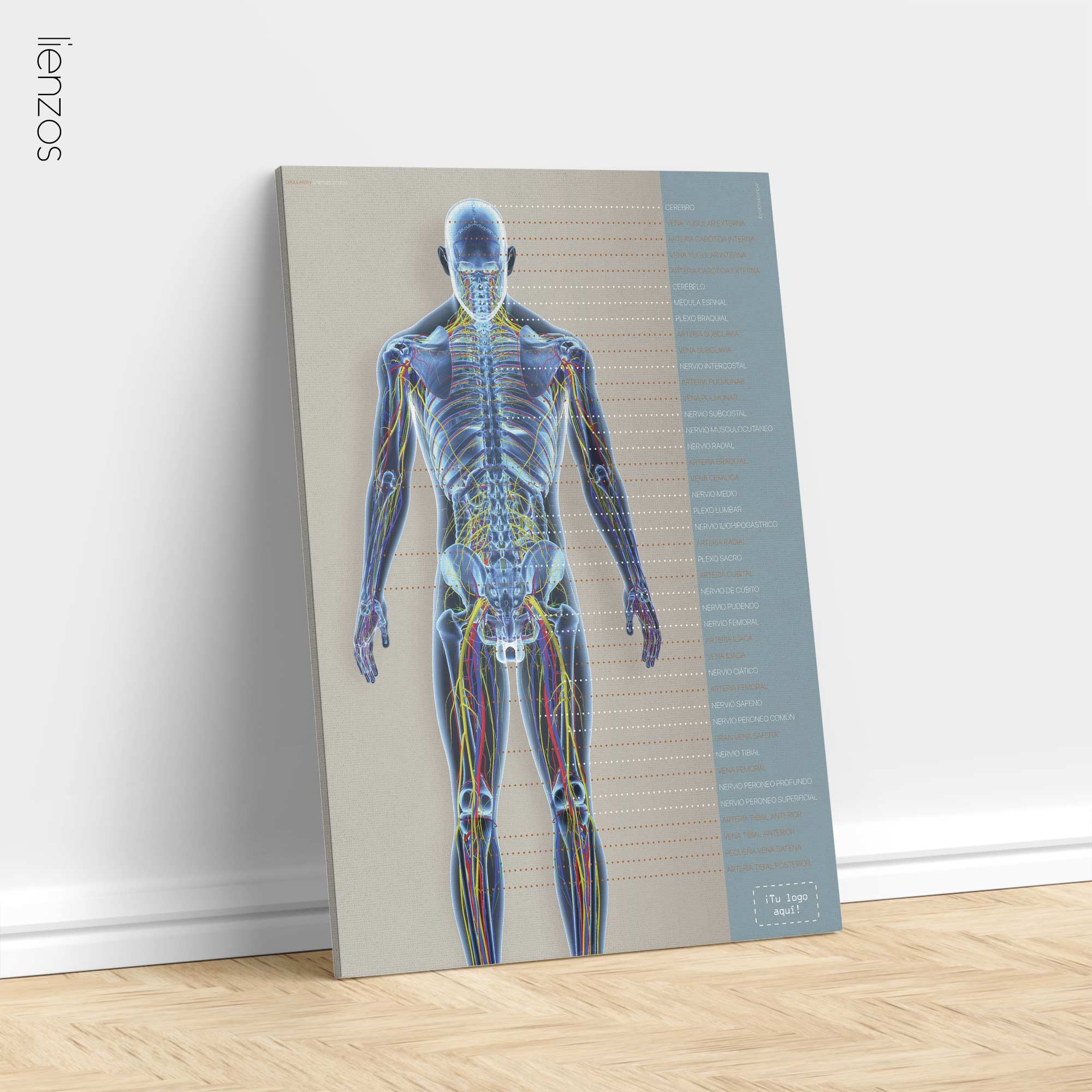 Circulatory and Nerves Systems. Anatomy and physiology artwork from educare.design