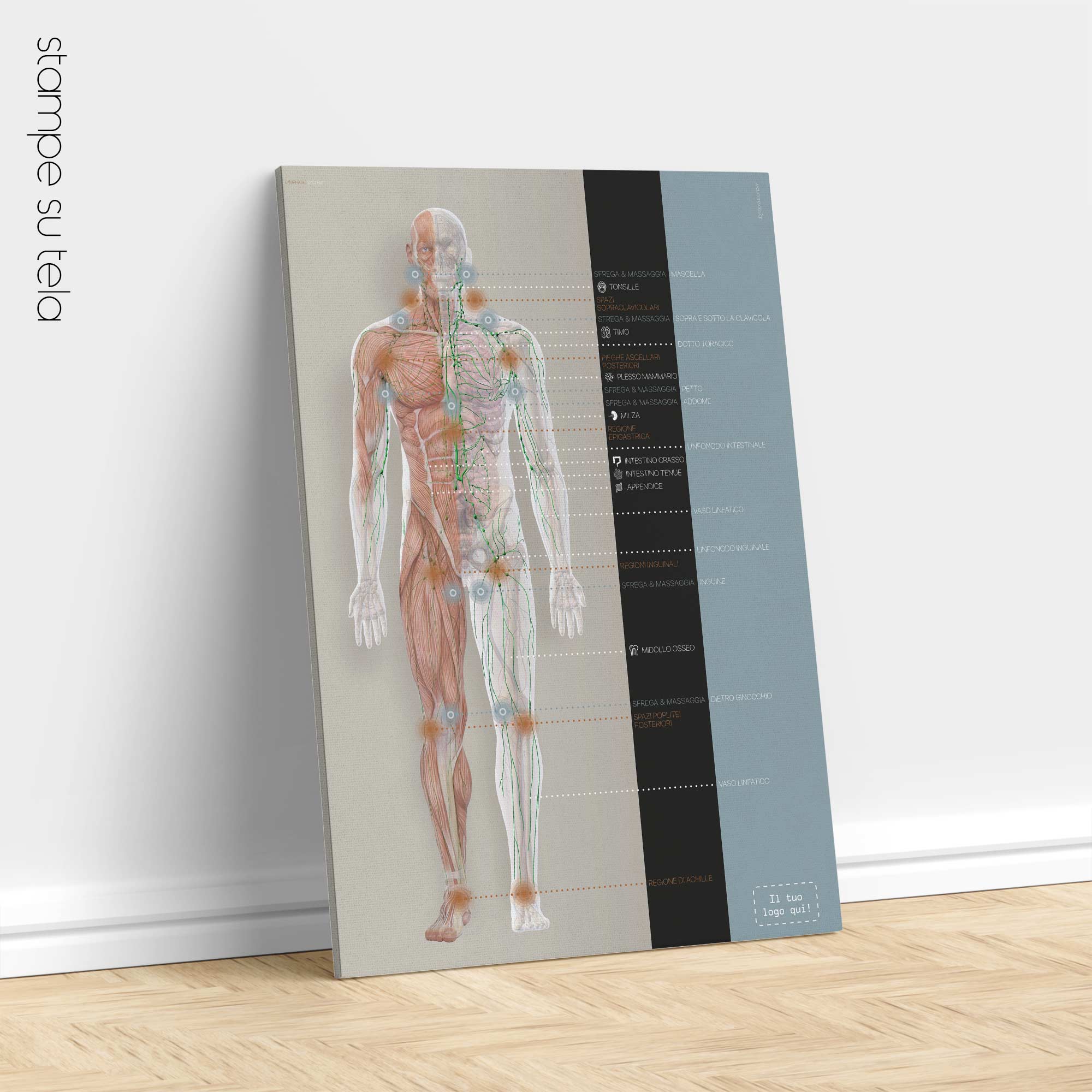 Lymphatic System, anatomy and physiology artwork from educare.design