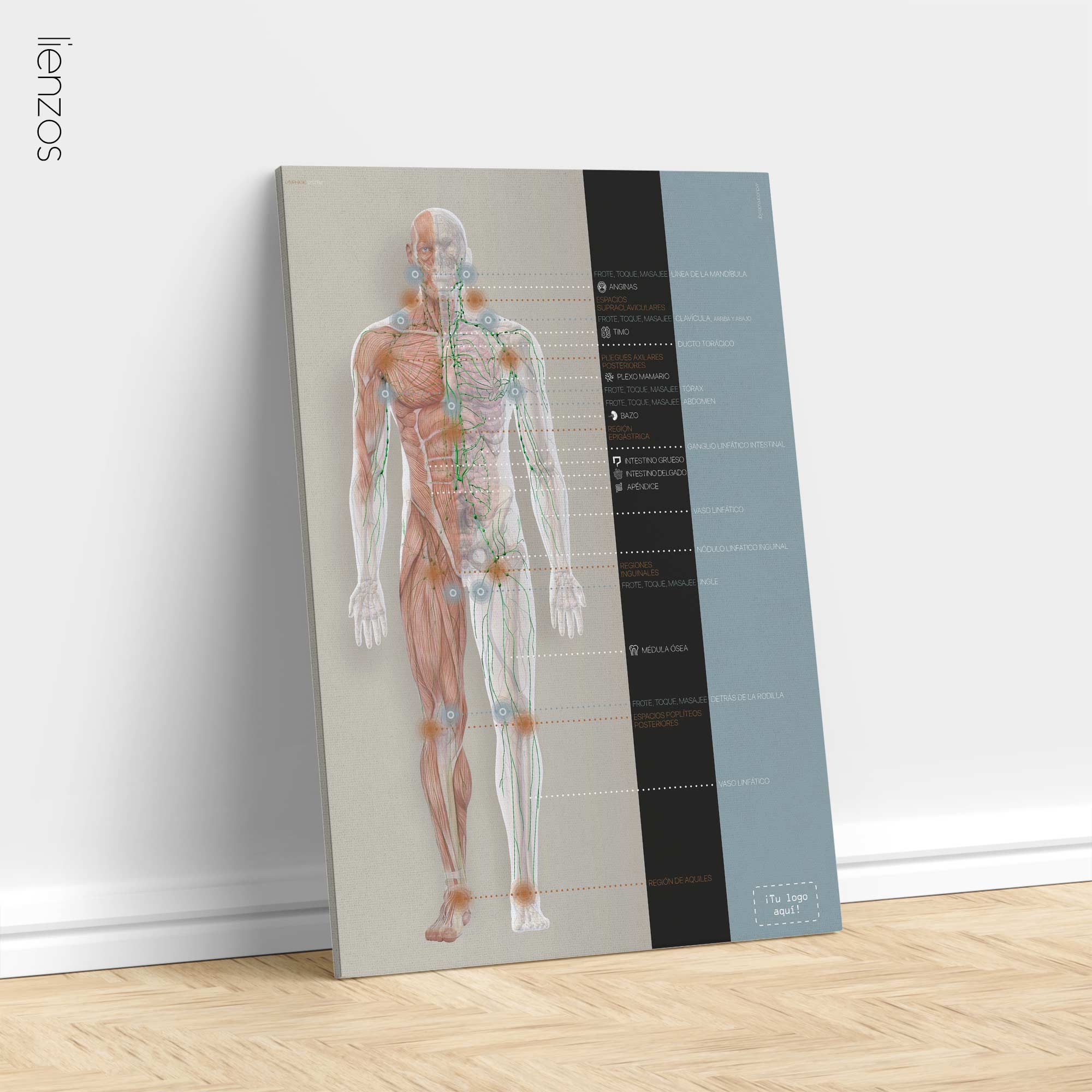 Lymphatic System, anatomy and physiology artwork from educare.design