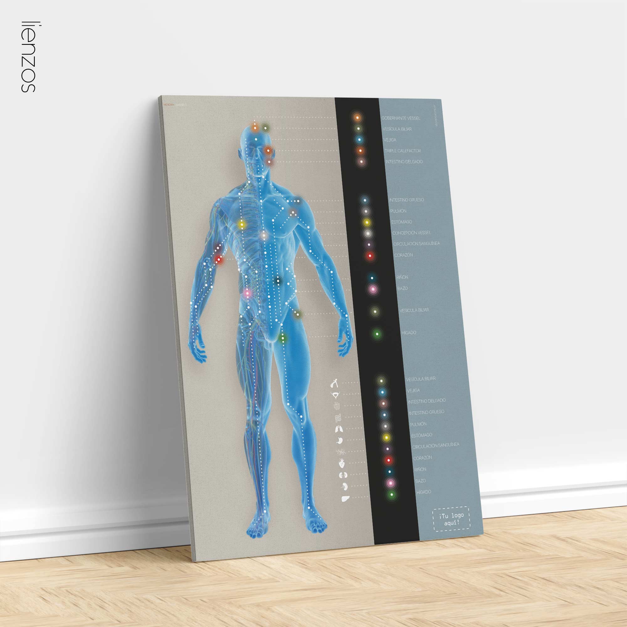 Meridian Channels. Anatomy and physiology artwork from educare.design