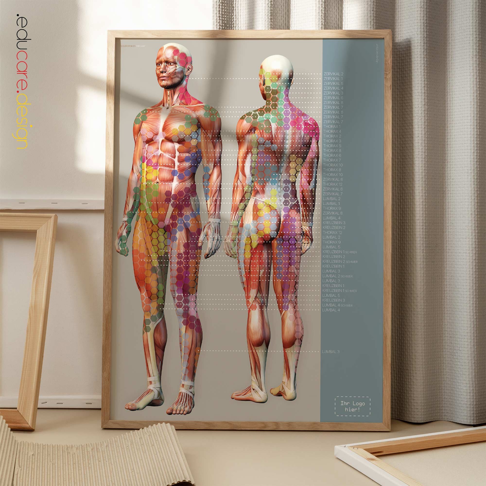 Sclerotomes Pain Map. Anatomy and physiology artwork from educare.design