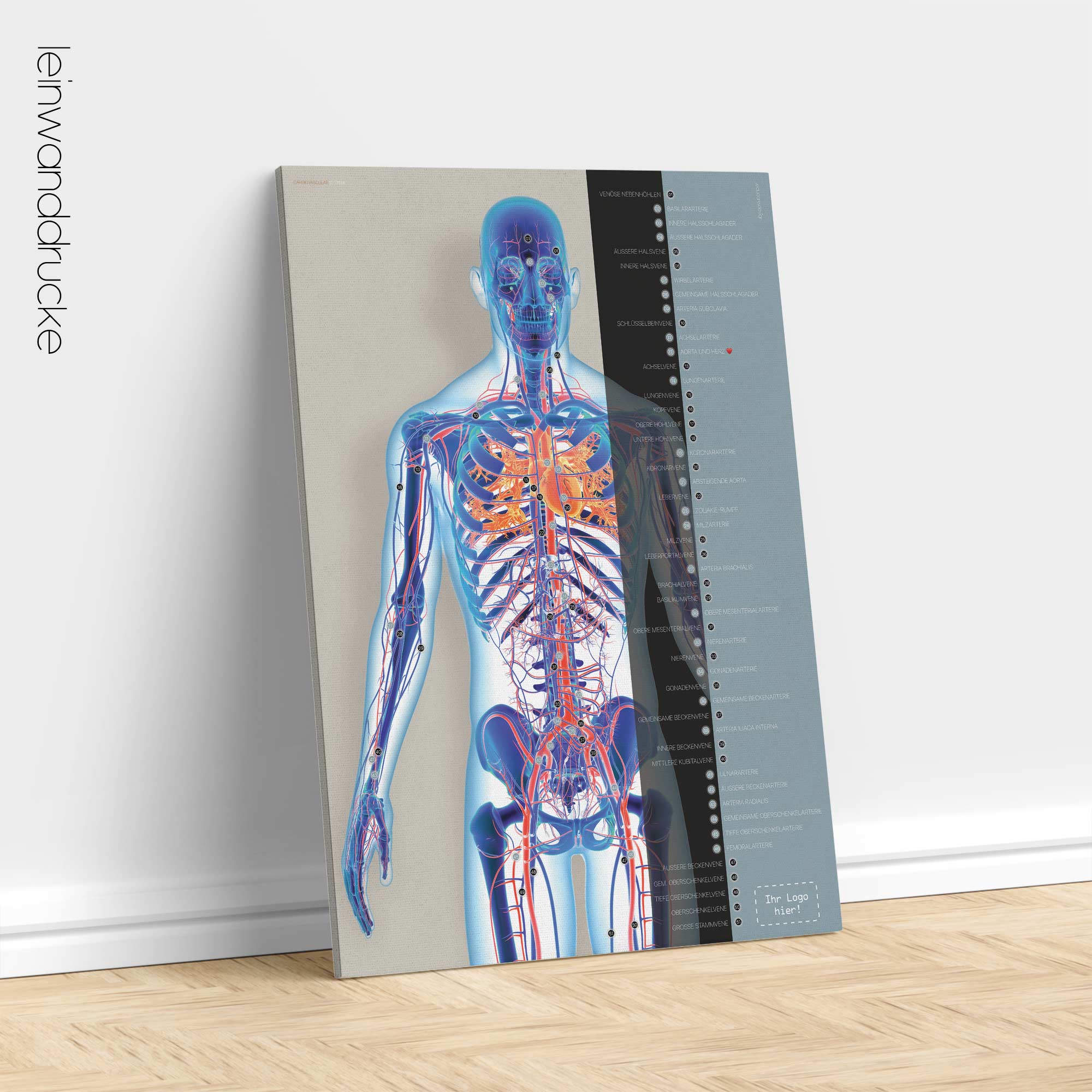 Cardiovascular System artwork from educare.design