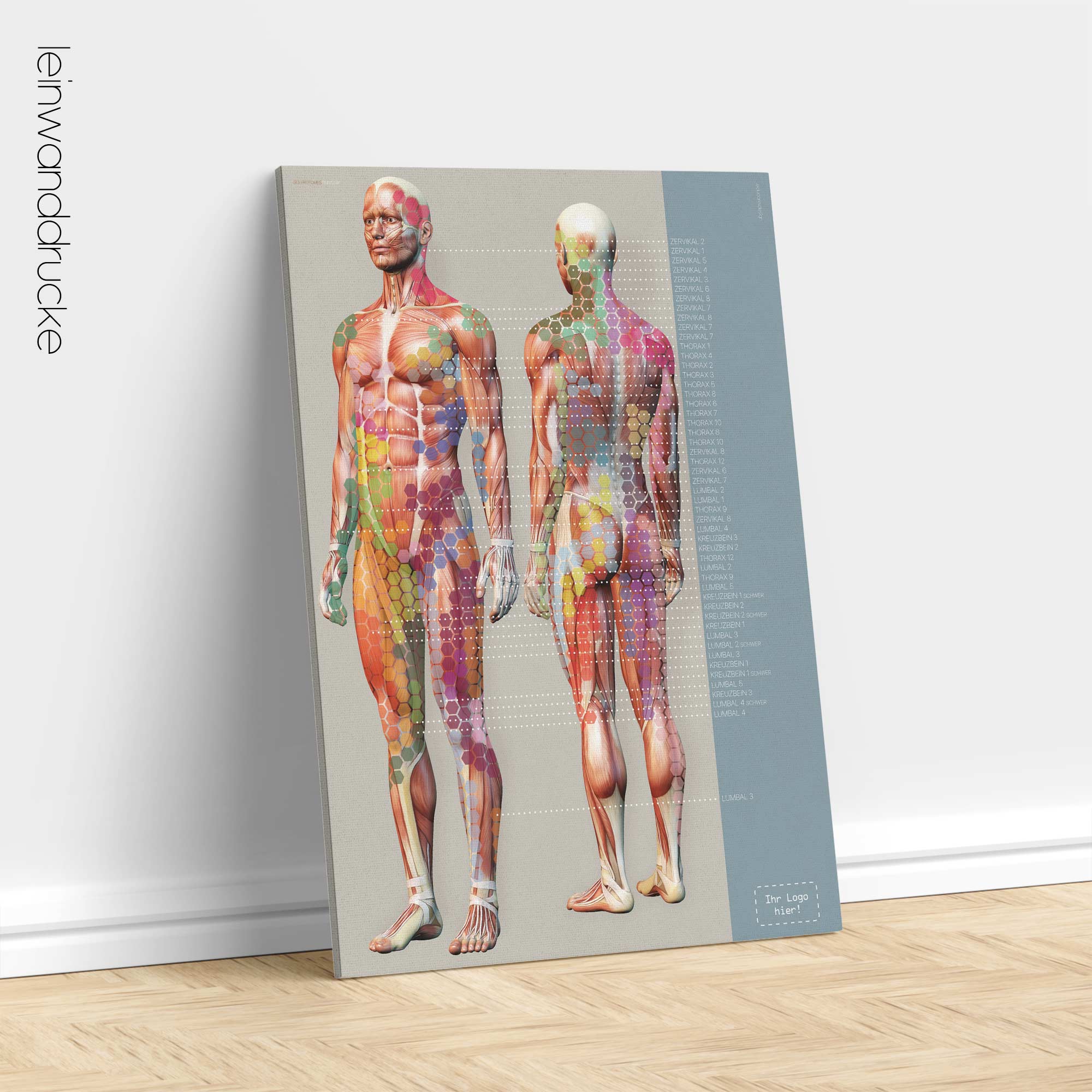 Sclerotomes Pain Map. Anatomy and physiology artwork from educare.design