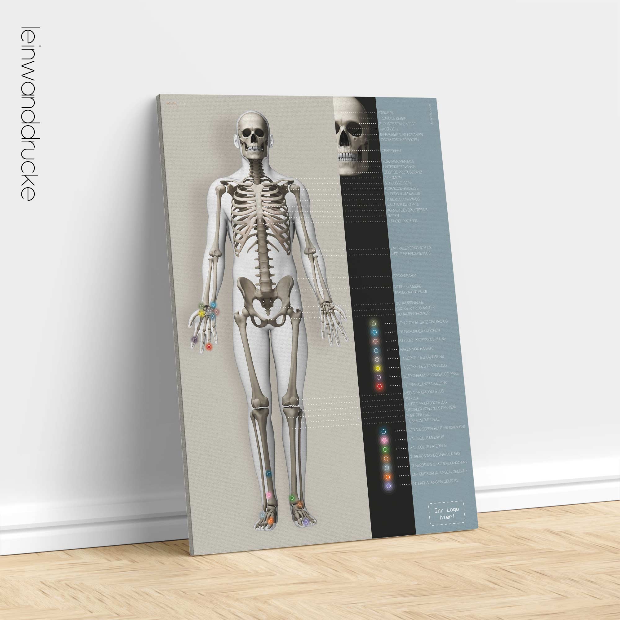 Skeletal System poster. Anatomy and physiology artwork from educare.design