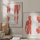 De Set Myofasciale Triggerpunten anatomisch diagram voor praktijken en klinieken