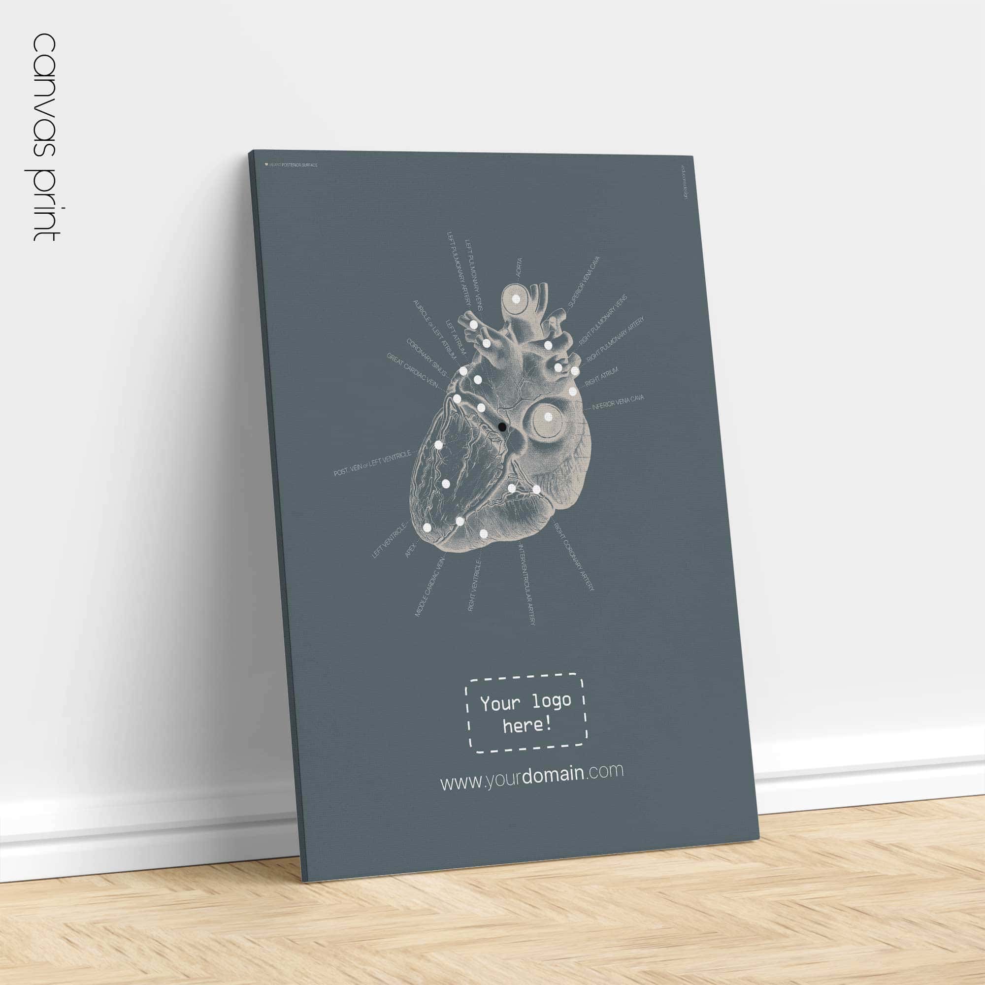 Cardiovascular System with Heart Structure and Blood Flow