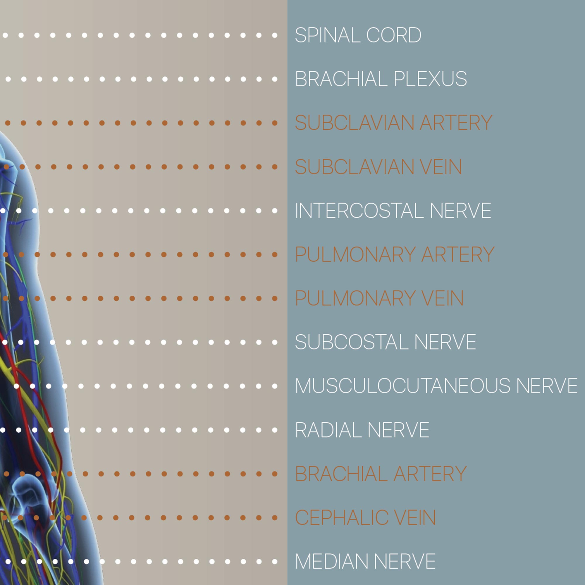 Circulatory and Nerves Systems