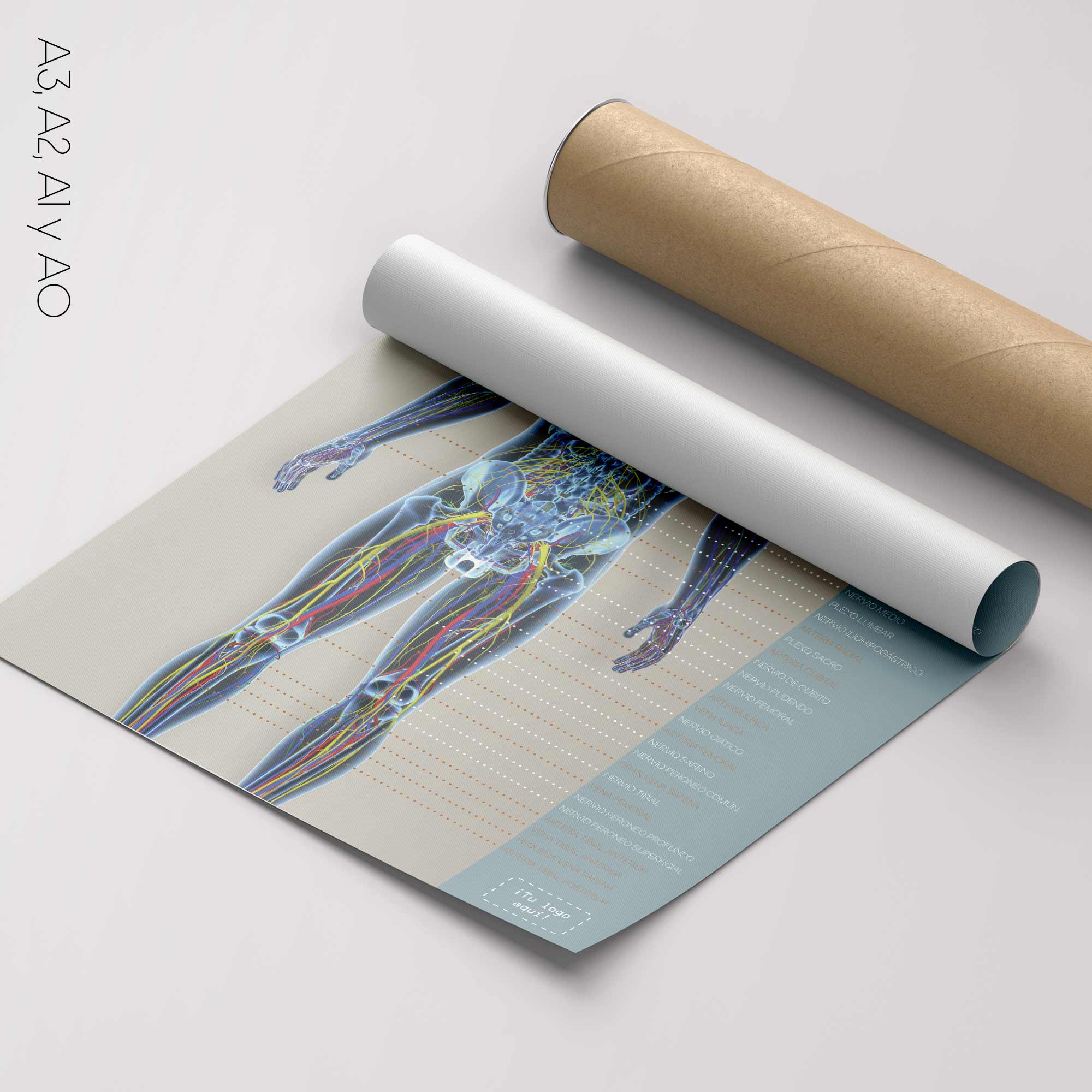 Circulatory and Nerves Systems