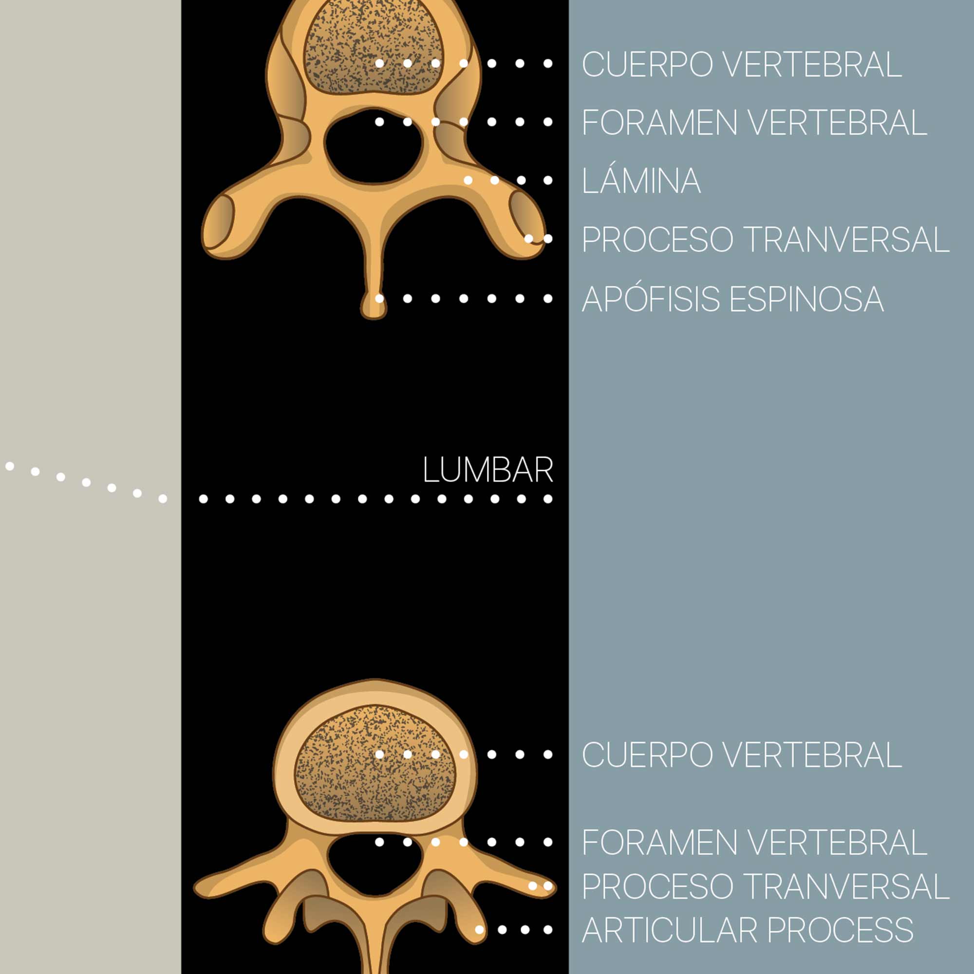 col vertebral spanish zoom 03