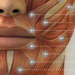 Craniofacial Muscles. Anatomy and physiology artwork from educare.design