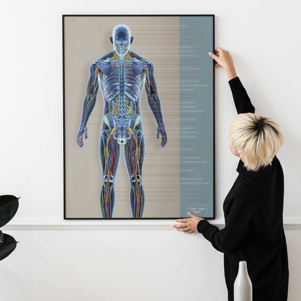 Cardiovascular System