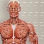 Muscular System