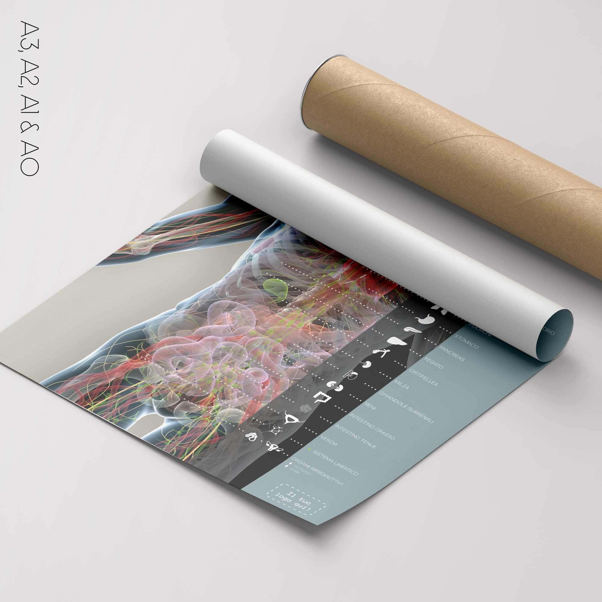 Organs and Endocrine System