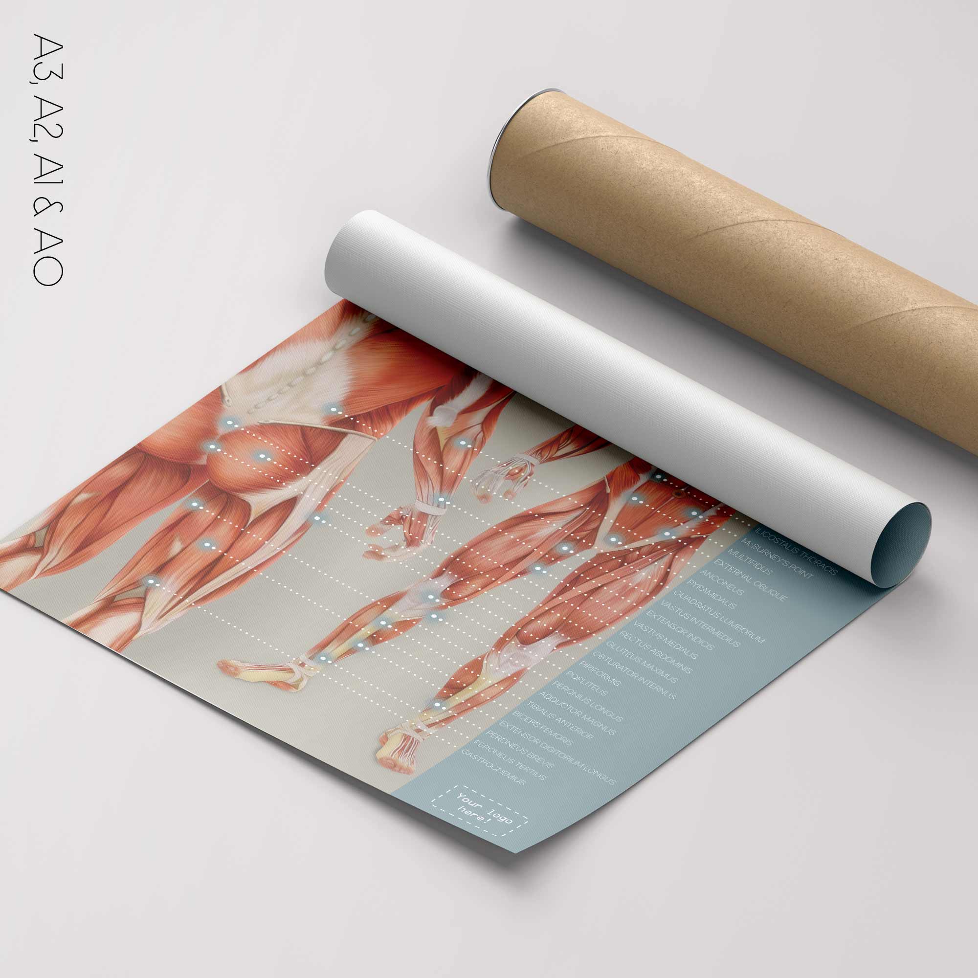 Pelvic Ligaments and Sacroiliac Biomechanics