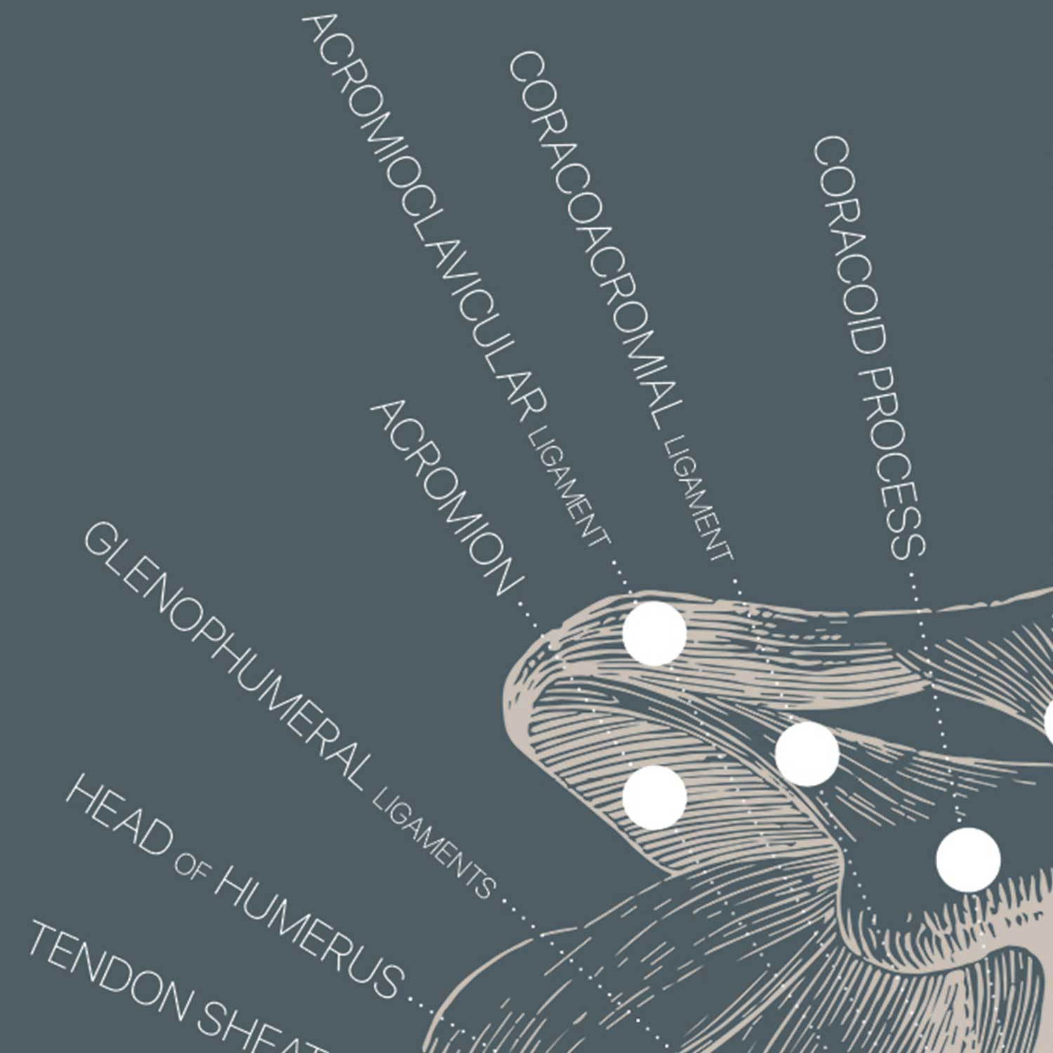Opere d'arte di anatomia d'epoca da www.educare.design