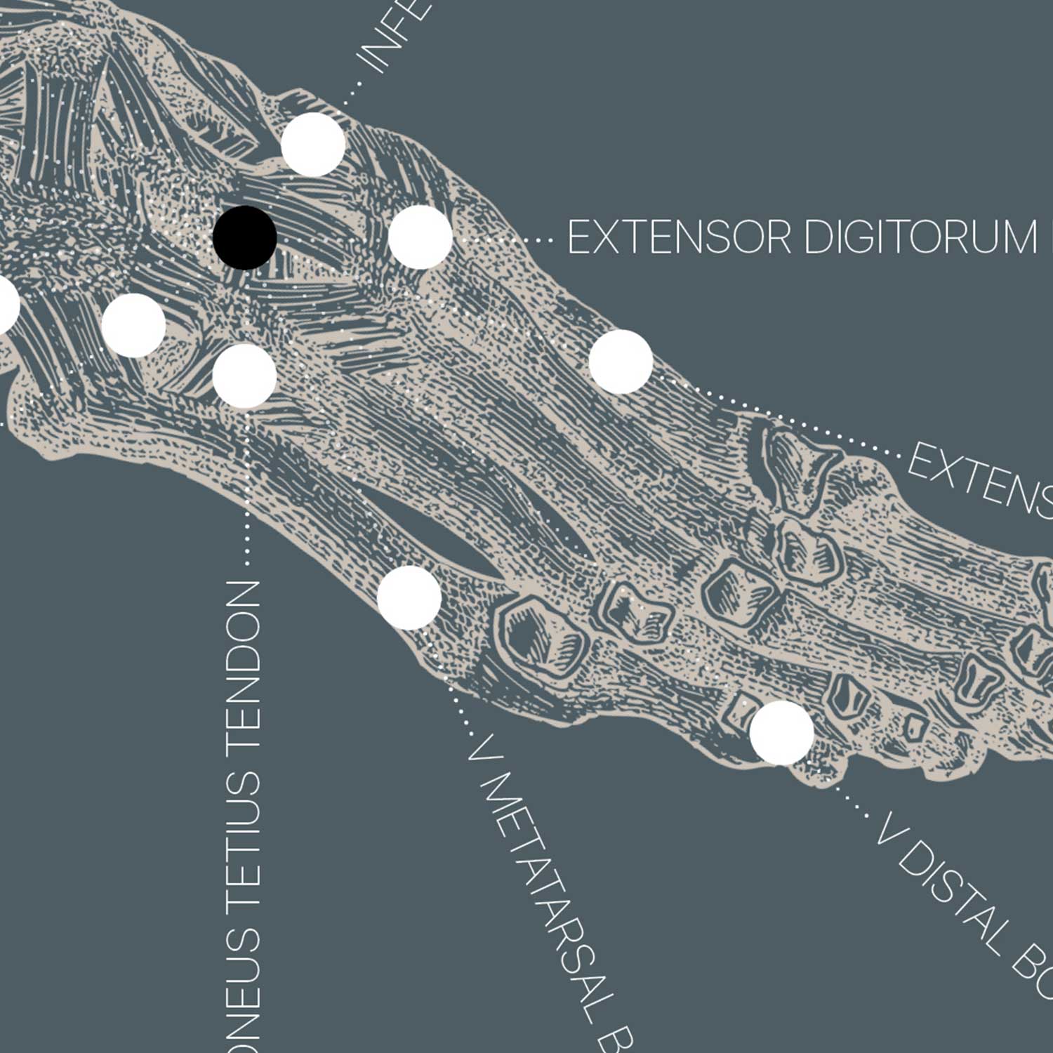 zoom blue foot anatomy — Preview