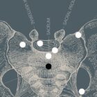 Dessin d'anatomie d'époque sur www.educare.design