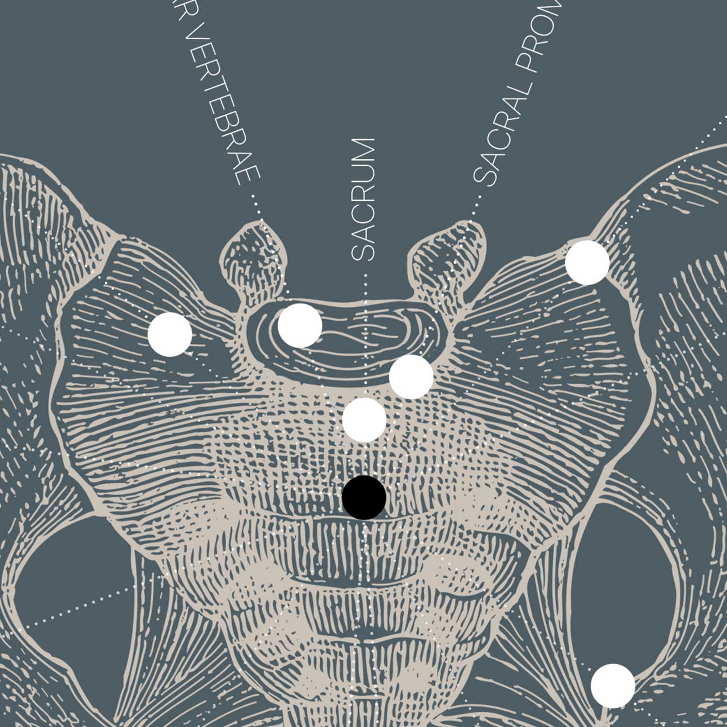 Dessin d'anatomie d'époque sur www.educare.design