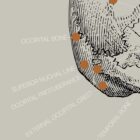 Vintage anatomy artwork from www.educare.design