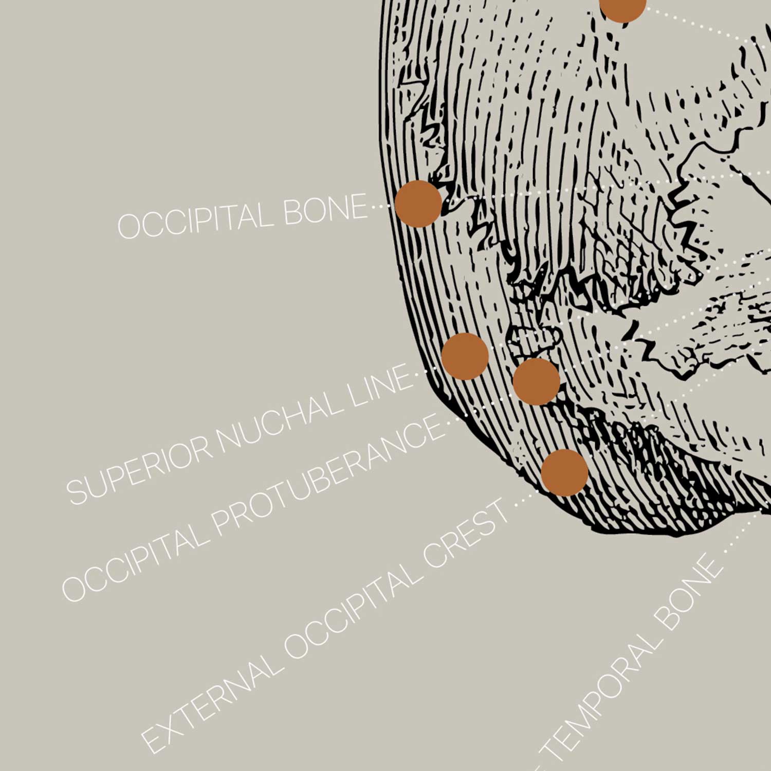 Vintage anatomy artwork from www.educare.design