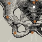 Dessin d'anatomie d'époque sur www.educare.design