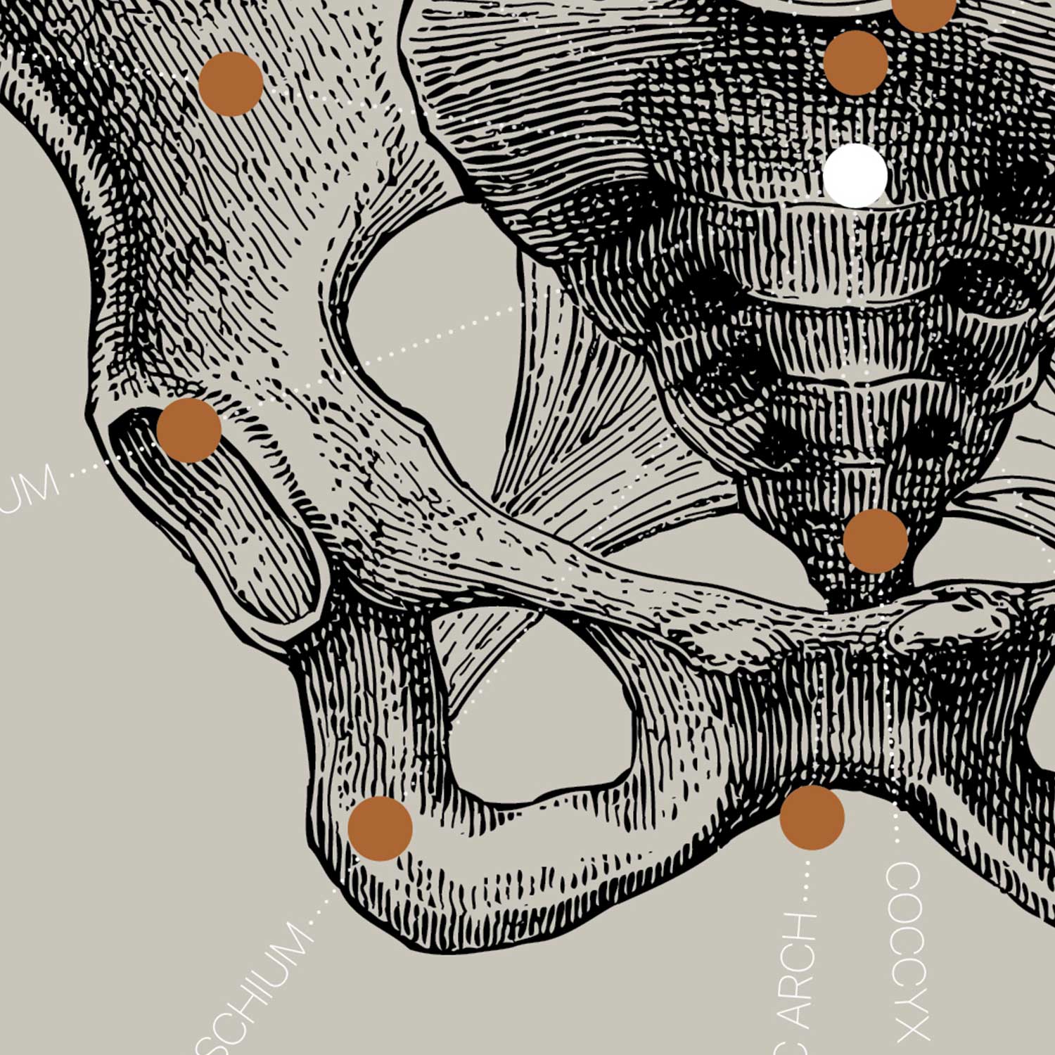 Dessin d'anatomie d'époque sur www.educare.design