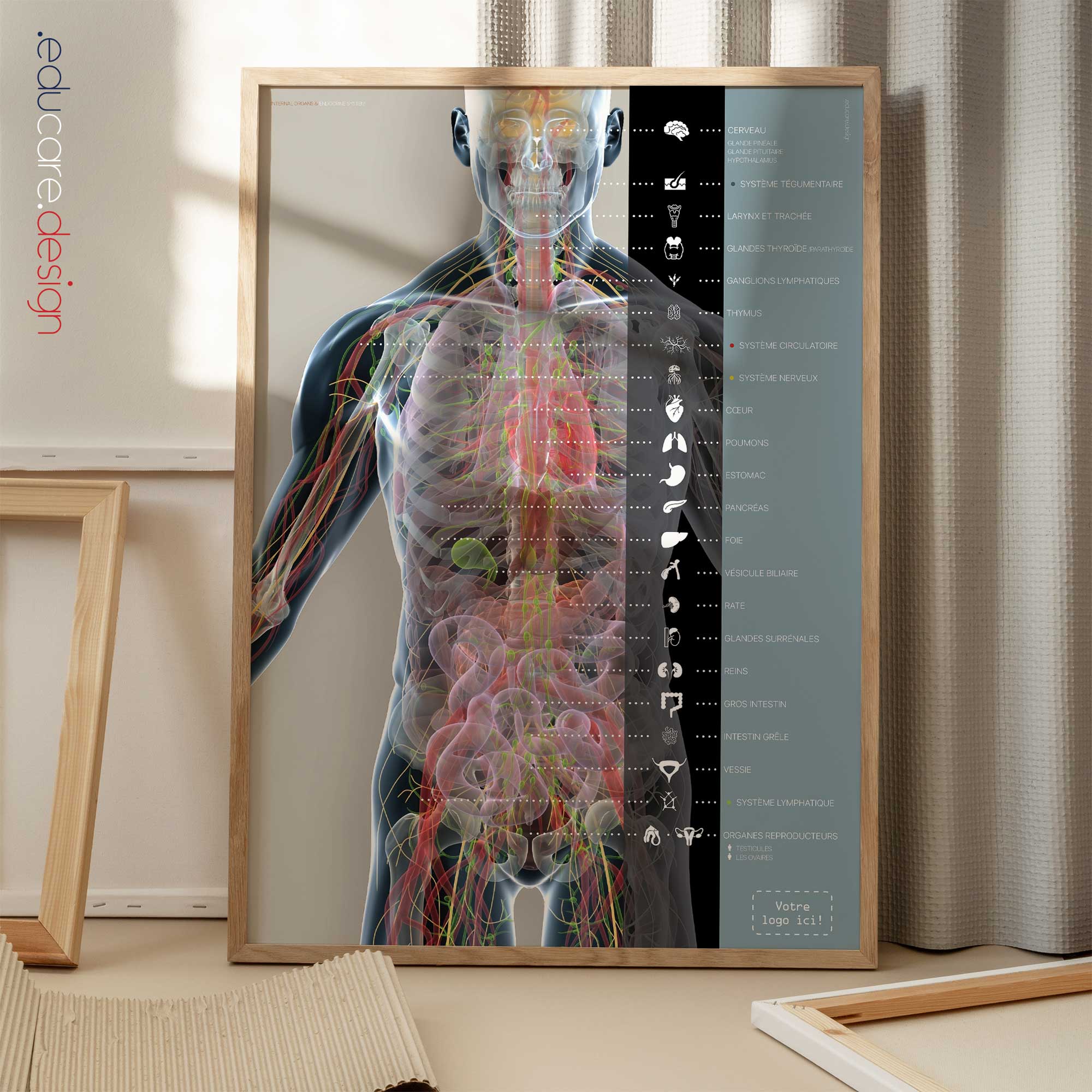 Organes et Système Endocrinien