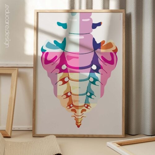 Anatomia dell'osso sacro Pop Art da www.educare.design
