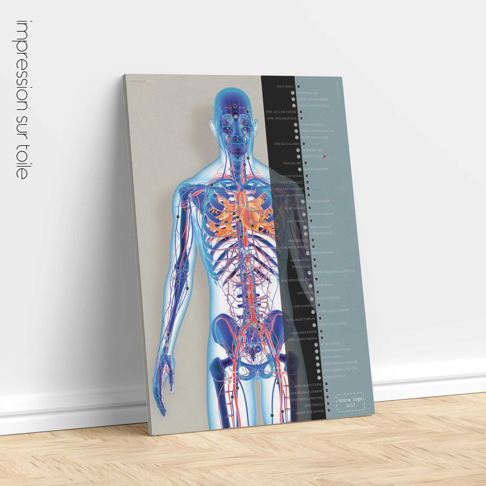 Cardiovascular System artwork from educare.design