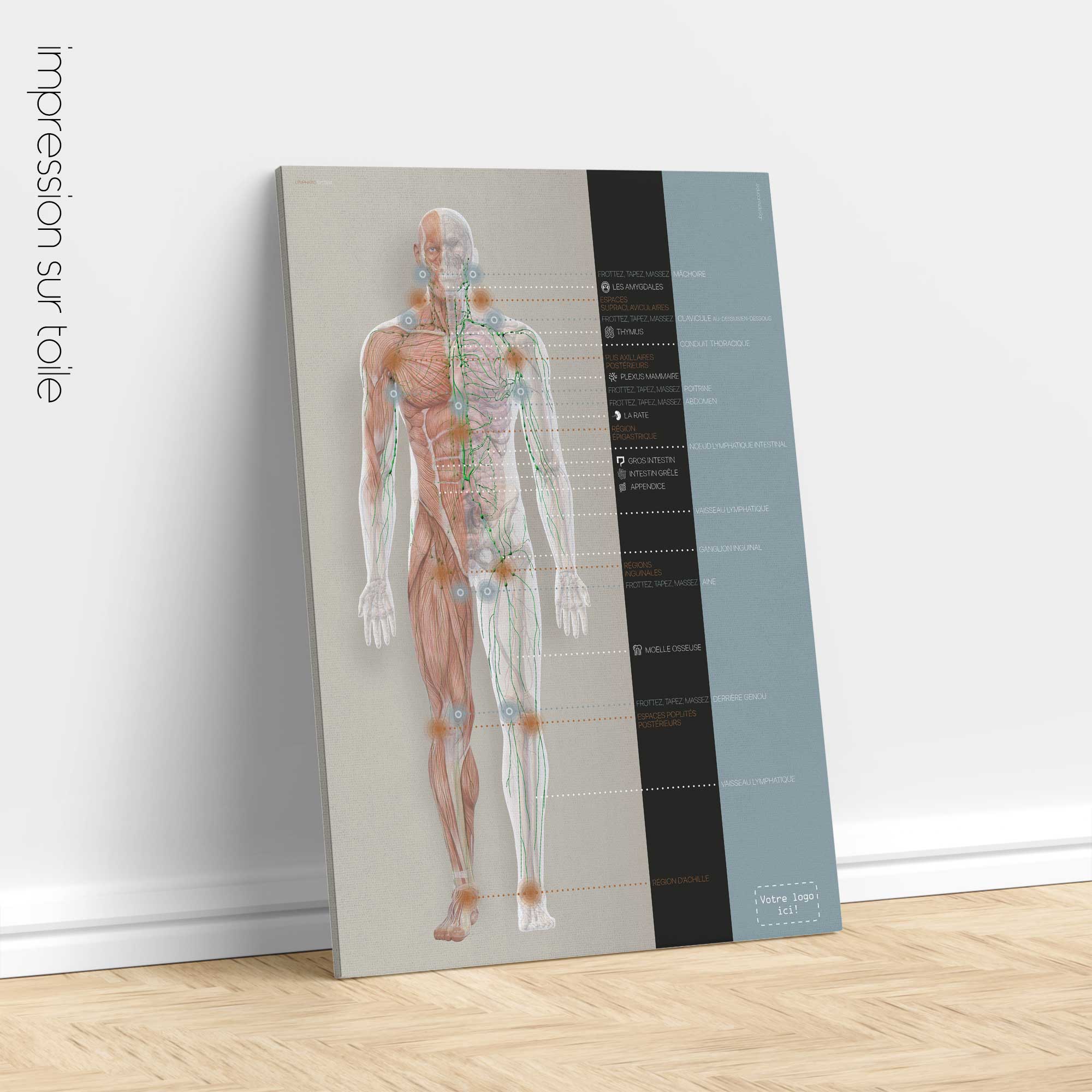 Lymphatic System, anatomy and physiology artwork from educare.design