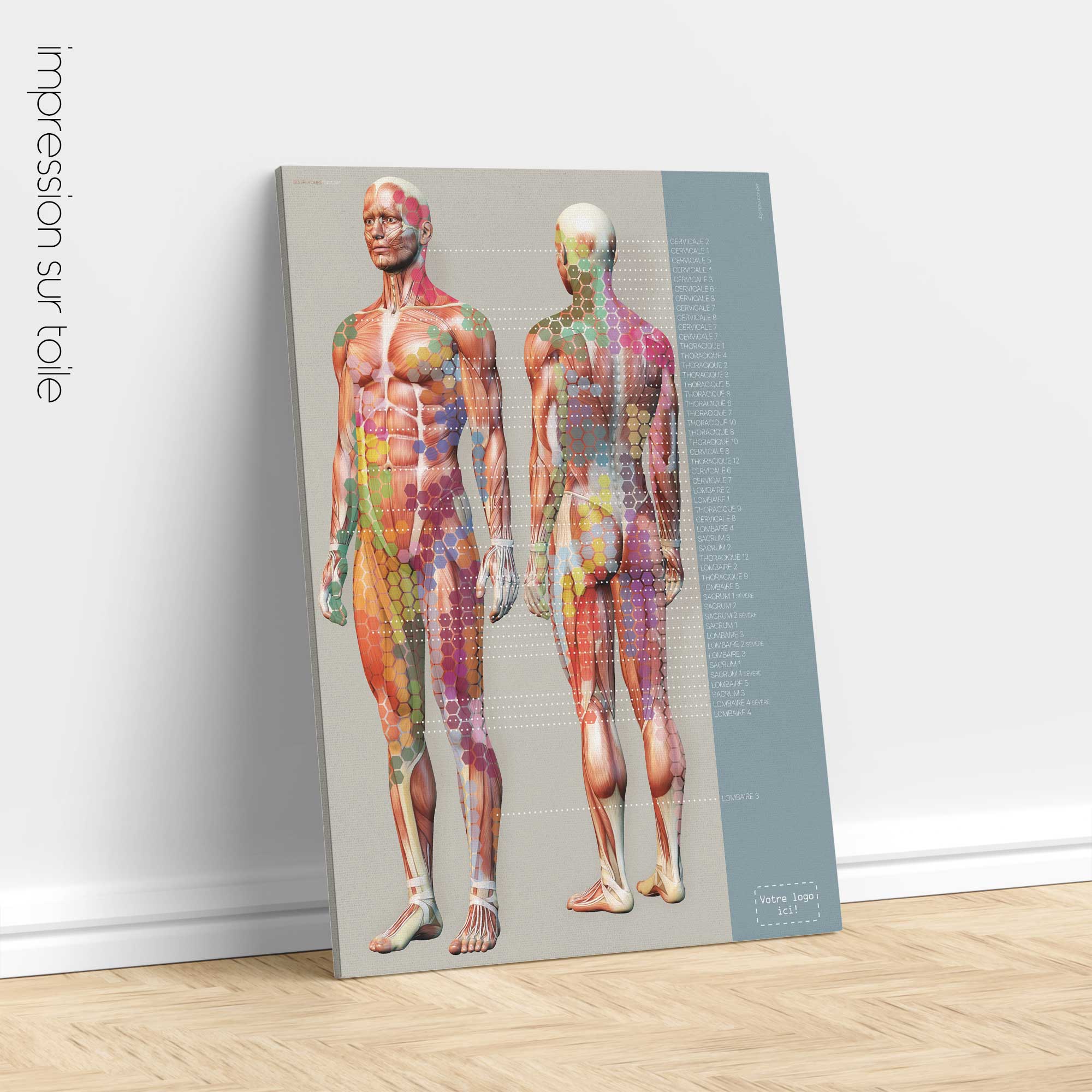 Sclerotomes Pain Map. Anatomy and physiology artwork from educare.design