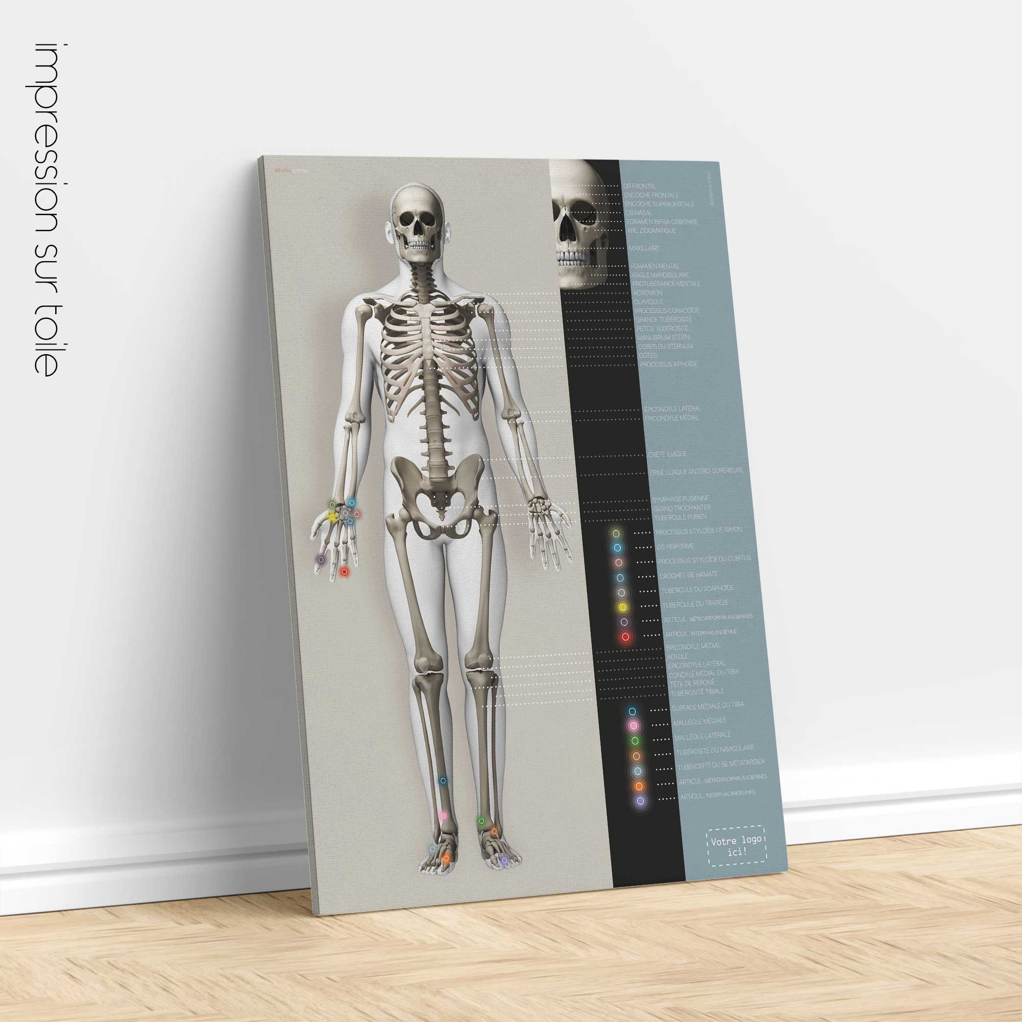 Skeletal System poster. Anatomy and physiology artwork from educare.design