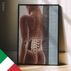 Effetti della Sublussazione Spinale tavola anatomica per studi e cliniche