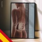 Efectos de la Subluxación Espinal lámina anatómica para clínicas y consultas